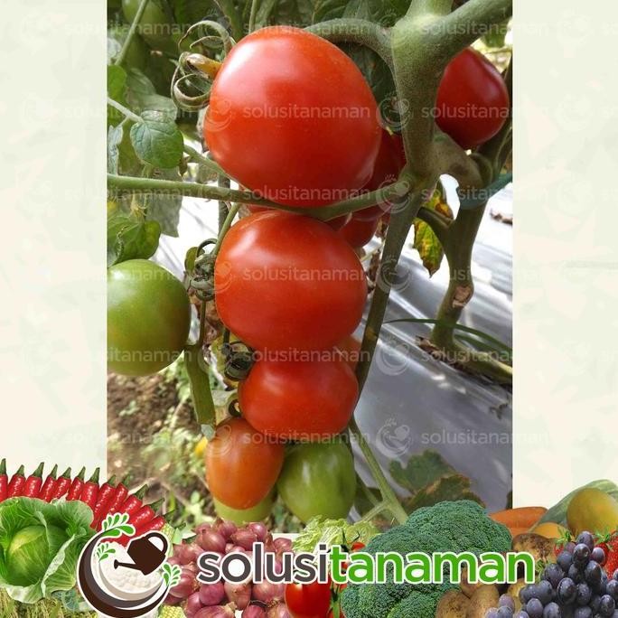 Benih Tomat Andhini F1 5gr (1.600 Biji) Dataran Rendah - Menengah Bibit Tomat Ta Fung Benih Tomat Ta