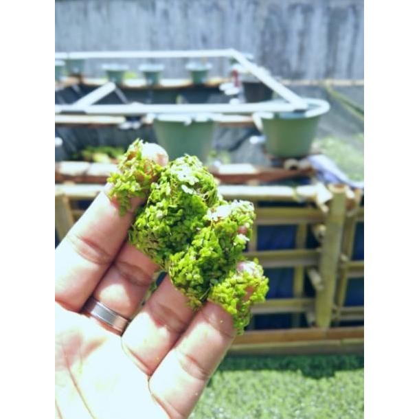 Paket Super Lengkap Bibit Budidaya Azolla, Wollfia, Lemna, Dan Spirodela Tanaman Paku Air