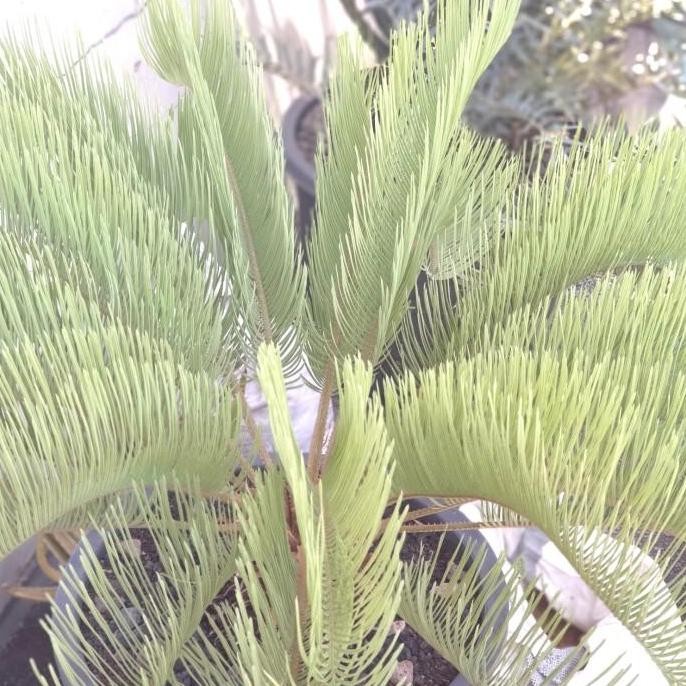 RARE [BIBIT TANAMAN LANGKA SIKAS IMPORT] Glen Idle Blue