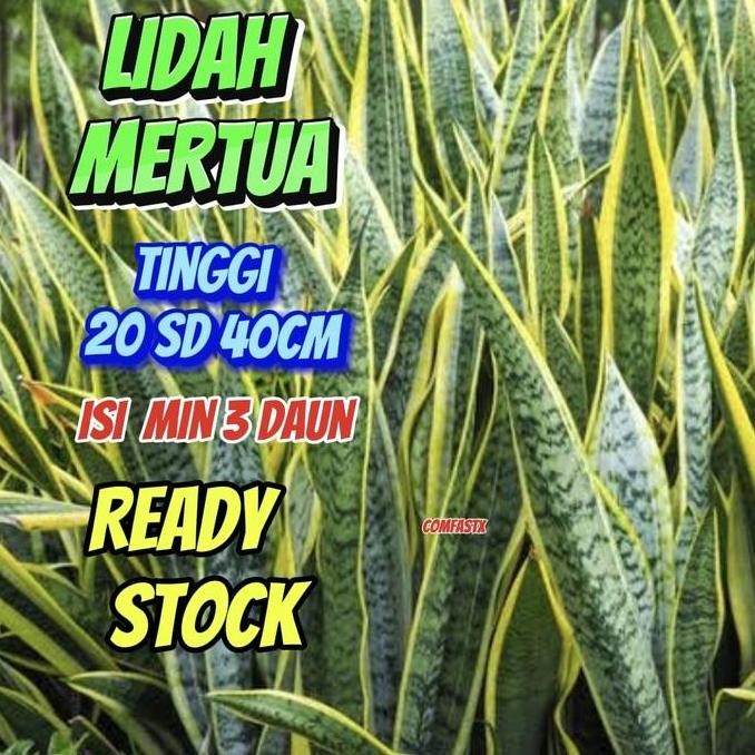 LIDAH MERTUA DENGAN POT TANPA POT TANAMAN HIAS HIDUP TANAMAN PENYERAP RACUN RADIKAL BEBASA TANAMAN P