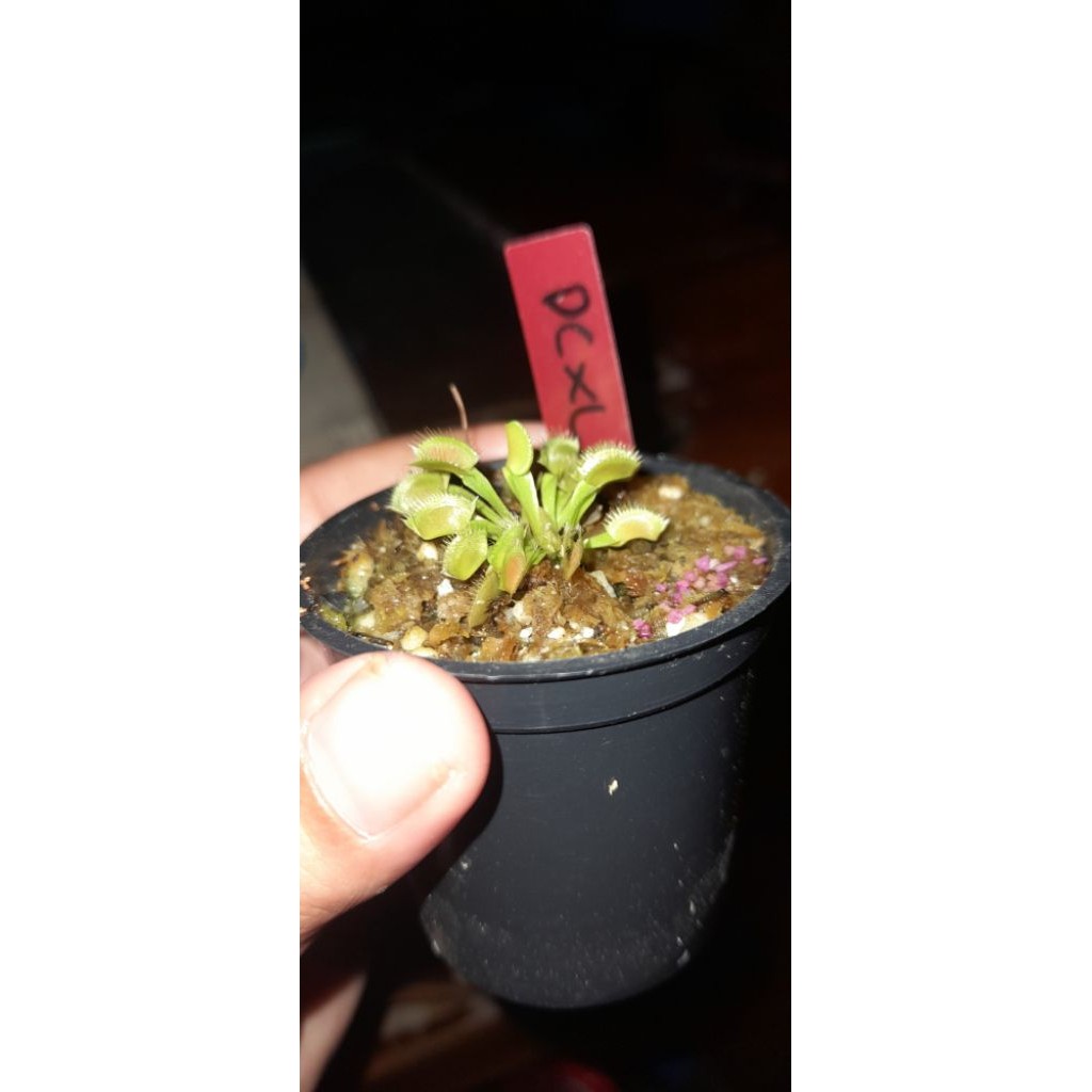 venus flytrap DCXL