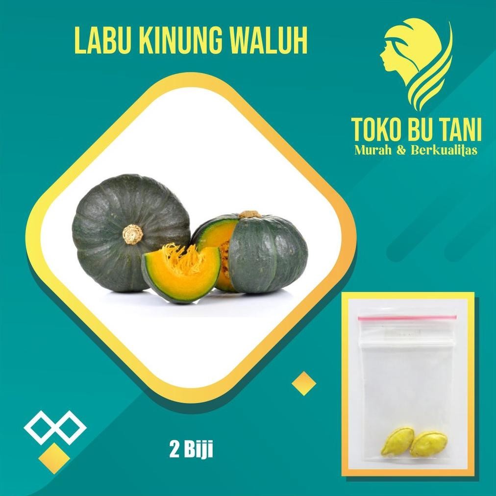 Benih Buah Labu Kuning Waluh  Bibit Buah  Labu Kuning Waluh Benih Buah-Buahan Berkualitas