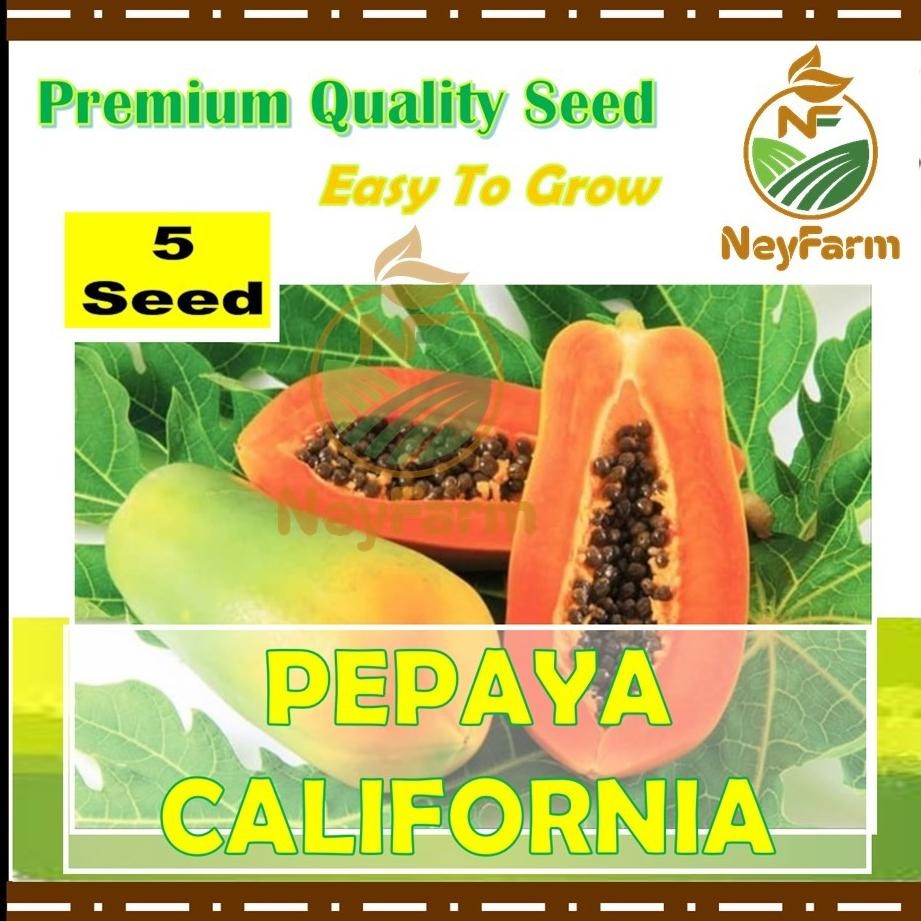 5 Biji Benih Pepaya California Buah Pepaya California Benih Buah Berkualitas