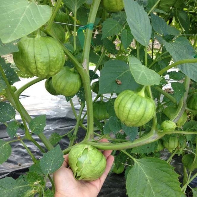 Isi Paket : 3 Benih Ciplukan Jumbo Morel Berry Hijau Bibit Tanaman Buah Buahan Physalis Angulata Cec