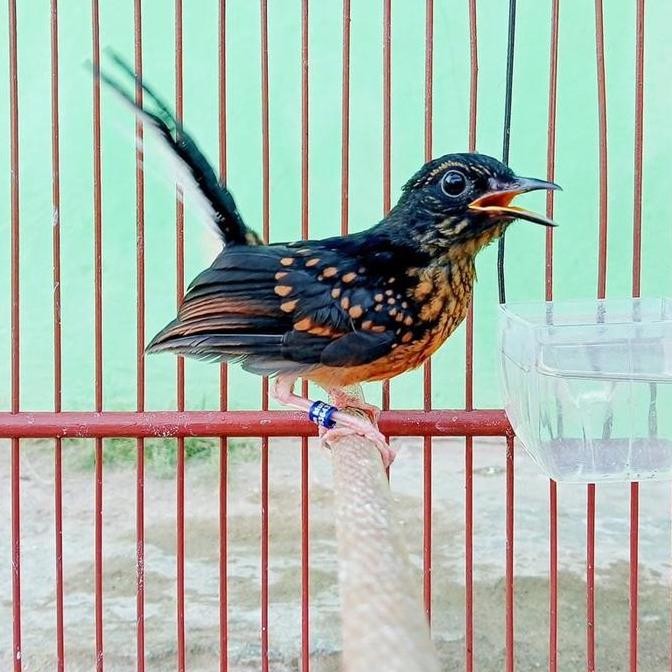 burung murai batu Medan trotol jantan KJ