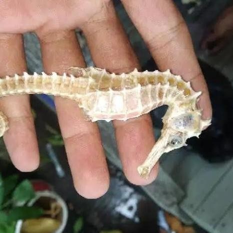 (Best) kuda laut kering asli besar 8cm 3biji