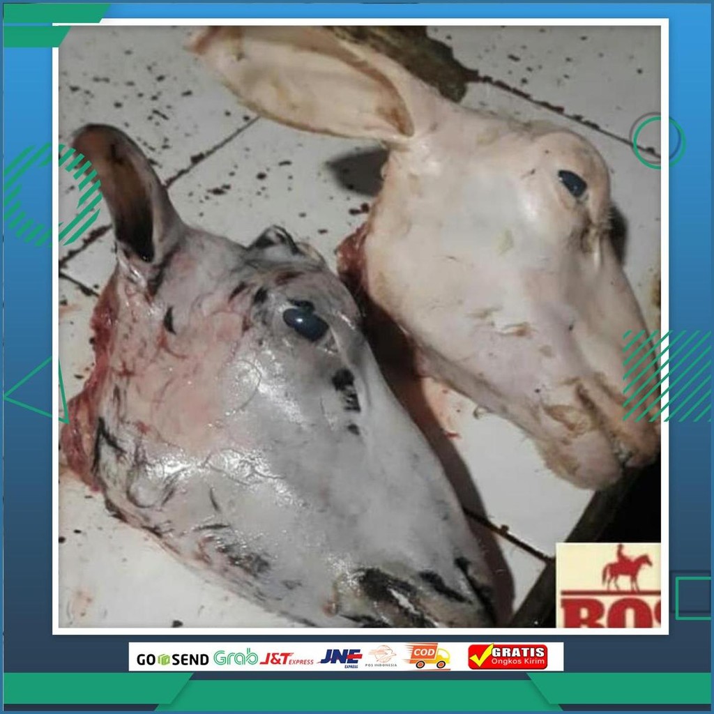Daging Kepala Kambing Muda Plus 4 Kaki Dijamin Fresh Segar Sameday