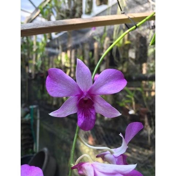 Promo anggrek dendrobium Keki.mentangai COD