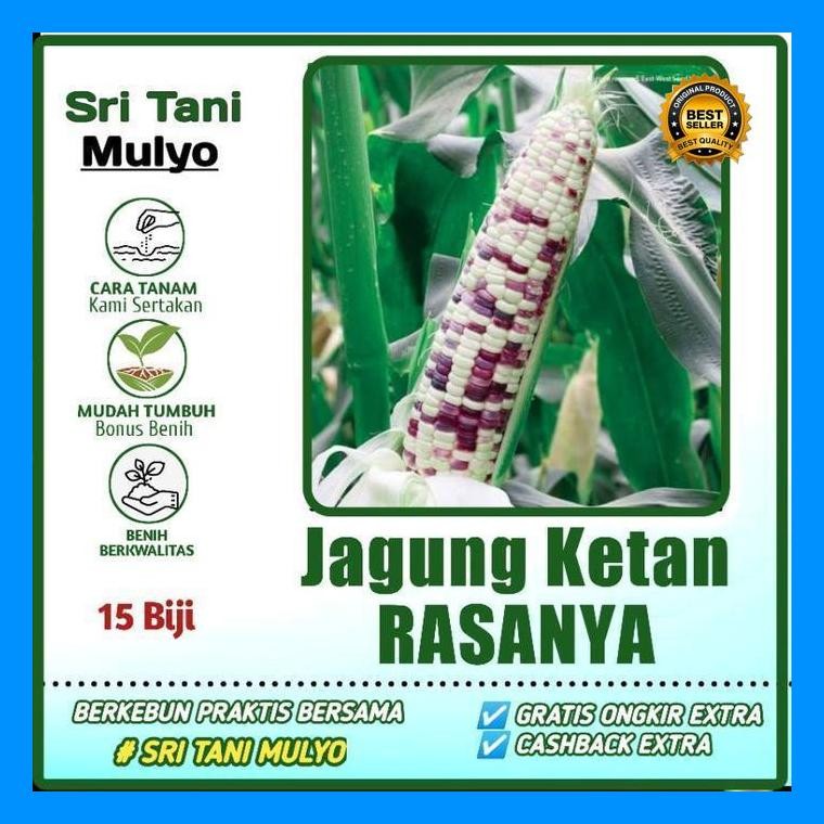 [Cod] - 15 Biji - Benih Jagung Ketan Rasanya F1 - Jagung Belang Jagung Ungu