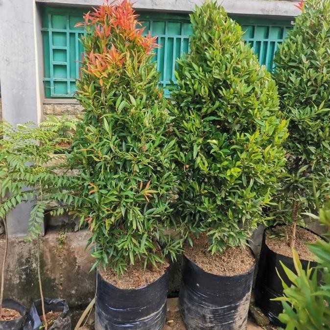 Promo tanaman pucuk merah rimbun, tinggi 1,5 meter COD