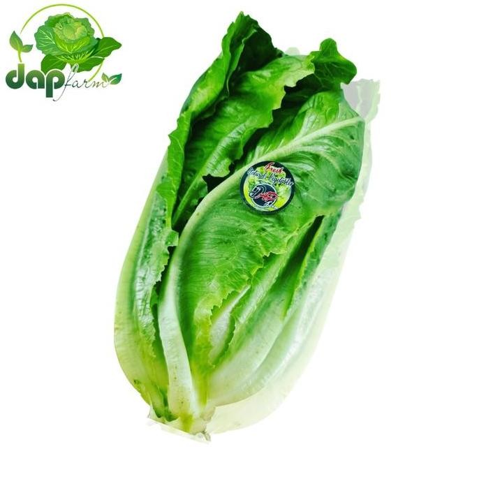 New Lettuce Romaine / Selada Romen / DAP Farm / Sayur Segar Jakarta