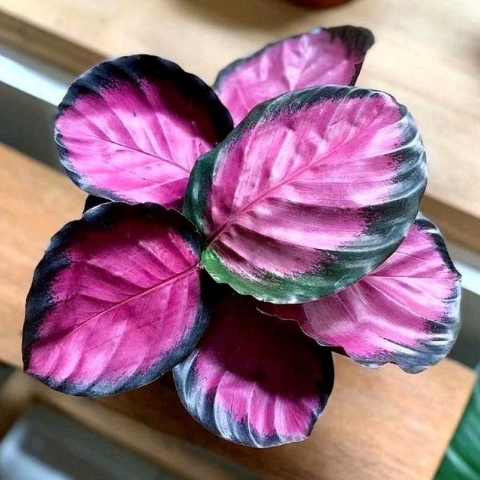 Tanaman Hias Calathea Crimson Tanaman Hidup Kalatea Krimson Ungu
