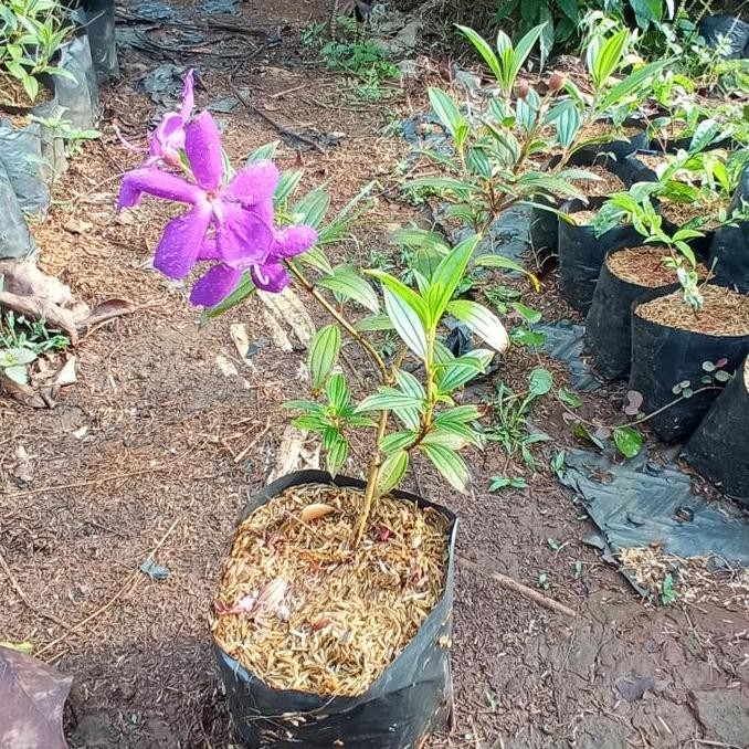 Tanaman Herbal Harendong Senggani - Tanaman Hias Bunga Senggani Ungu