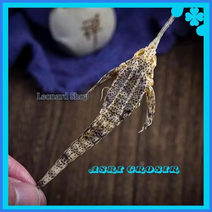 BURUNG LAUT KERING KHASIAT SPRT KUDA LAUT / HAI MA QUE NAGA LAUT ELANG TERJAMIN BEST