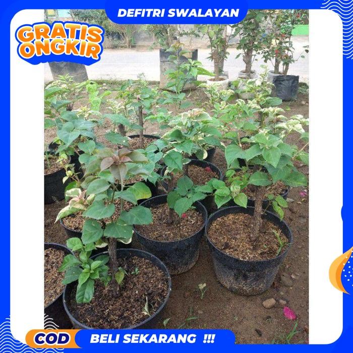 EKSLUSIF TANAMAN HIAS POHON BUNGA BOUGENVILLE WARNA BIRU/BUGENVIL/BUGENFIL/BUGENVILE/BUGENVIL BUNGA 