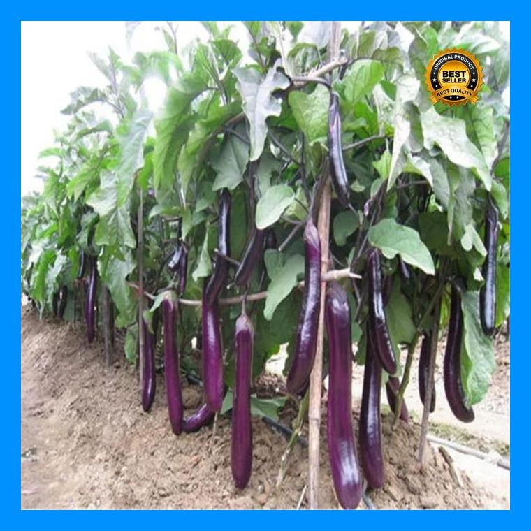 [Cod] - 25 Biji - Benih Terong Ungu Welut - Terong Ungu Panjang - Mudah Tumbuh