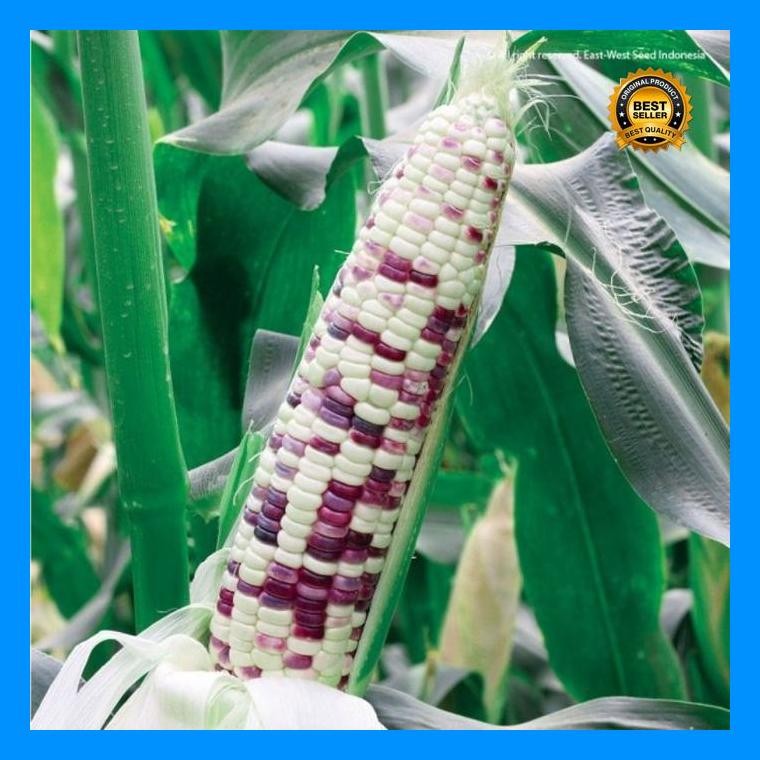 [Cod] - 15 Biji - Benih Jagung Ketan Rasanya F1 - Jagung Belang Jagung Ungu