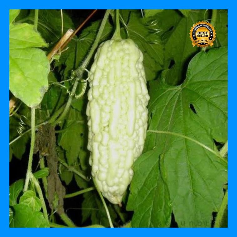 [Cod] - Benih Bibit Pare Putih High Moon - Bibit Tanaman Sayur Sayuran Pare Paria Unik Pare Raden Ga