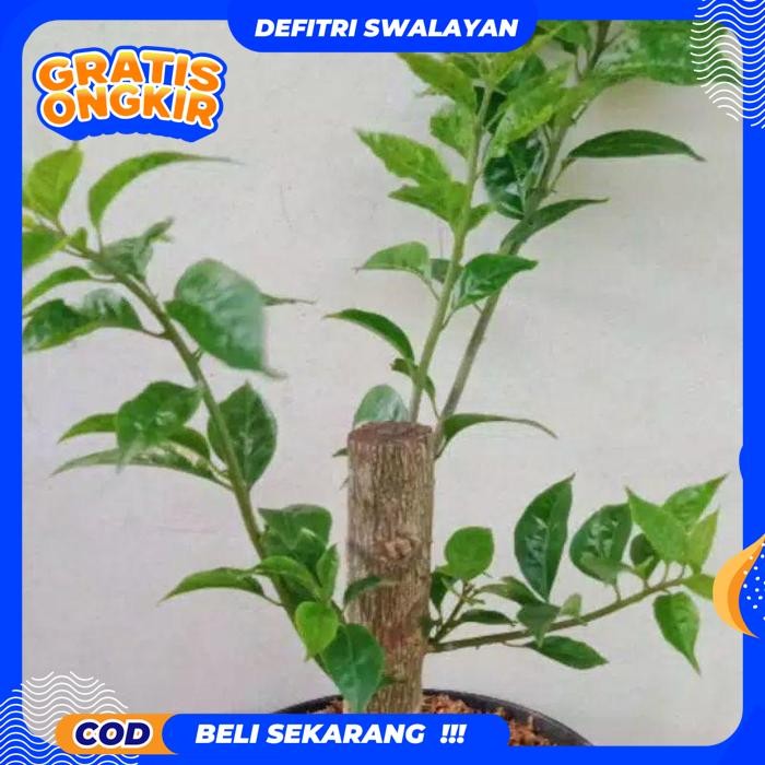 EKSLUSIF TANAMAN BUGENVIL BONSAI//BUGENVIL BAHAN BONSAI BEST PRODUCT
