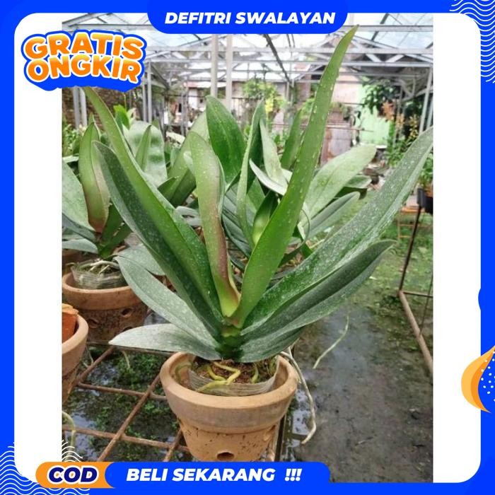 HIGHT QUALITY ANGGREK BULAN UKURAN JUMBO PREMIUM PASCA BUNGA / TANAMAN HIAS ANGGREK BULAN JUMBO BUNG