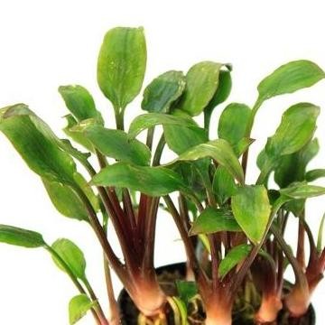 Cryptocoryne Lutea hobbit