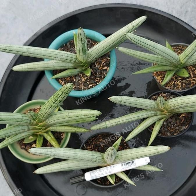 Sanse / Sansevieria Boncel Platinum (Besar) 1 Pot  Ready