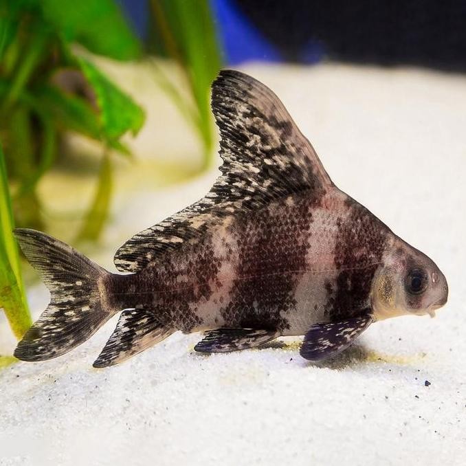 Chinese High Fin / CHF