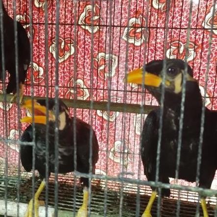 burung beo muda hutan murah