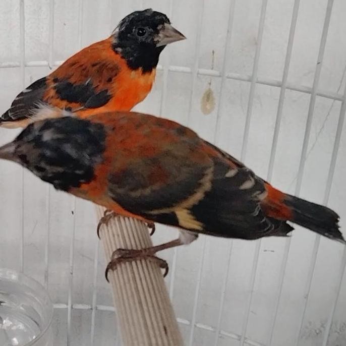 Red siskin klasik jantan muda murah