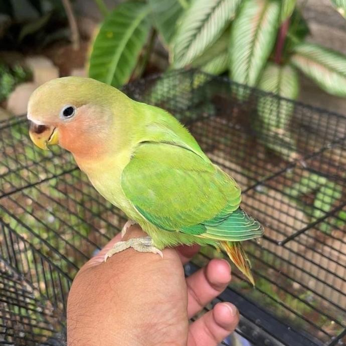 Lovebird Jinak Manja Skill murah
