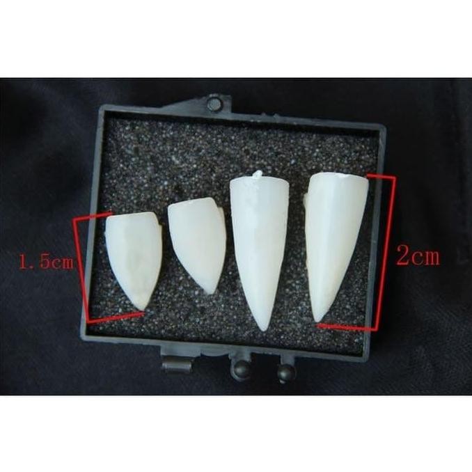 Gigi taring palsu / gigi vampire drakula hallowen