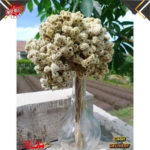 GROSIR Bunga Edelweis 25 Tangkai/Bunga Abadi