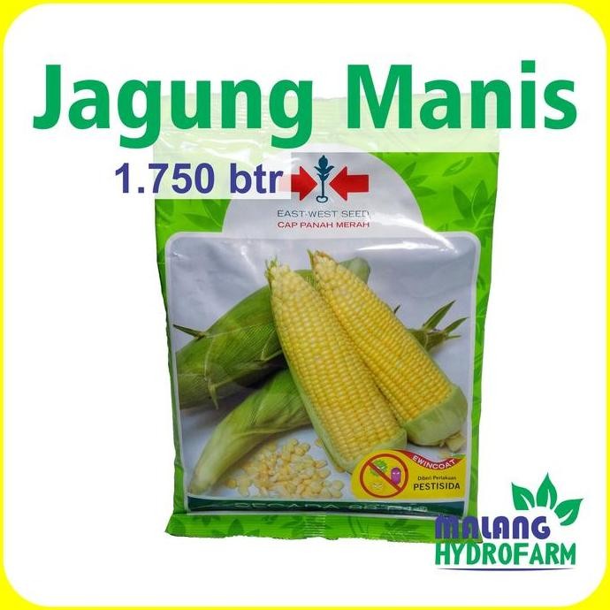 Benih Jagung Manis Secada 88 F1 1750 butir Cap Panah Merah dataran menengah Tinggi unggul bibit swee