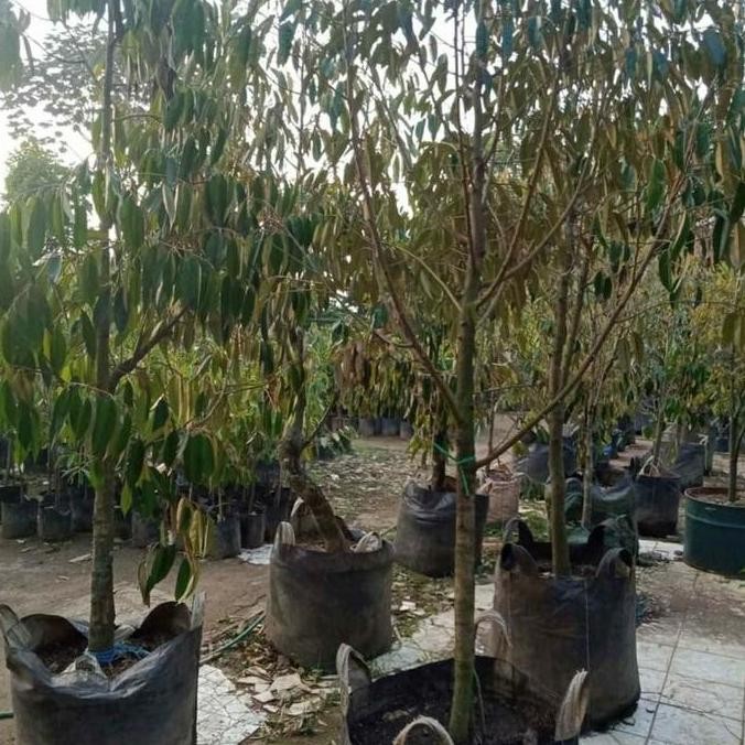 Promo pohon durian musangking tinggi 2 meter COD