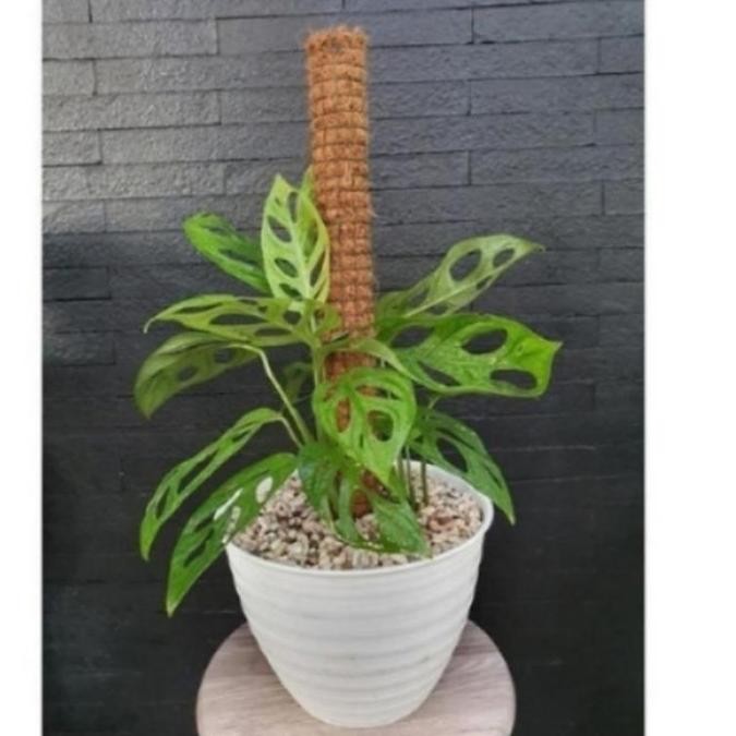 Promo tanaman hias janda bolong+Pot Tawon asli COD