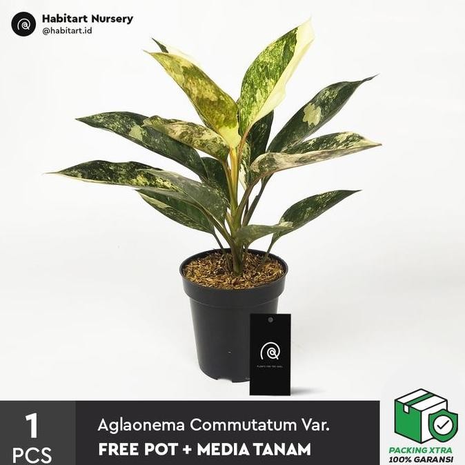 Promo Habitart - Aglaonema Siam Jade Variegata Tanaman Hias Koleksi COD