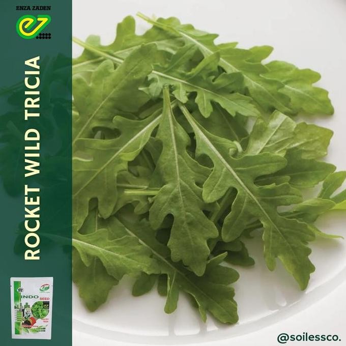 Promo benih lettuce arugula rocket wild TRICIA indoseed COD