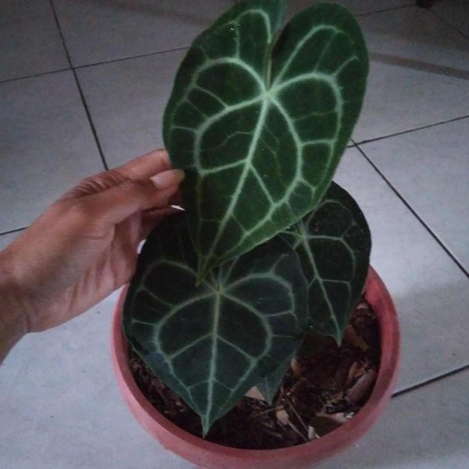 Promo Tanaman hias kuping gajah Tarantula indukan COD