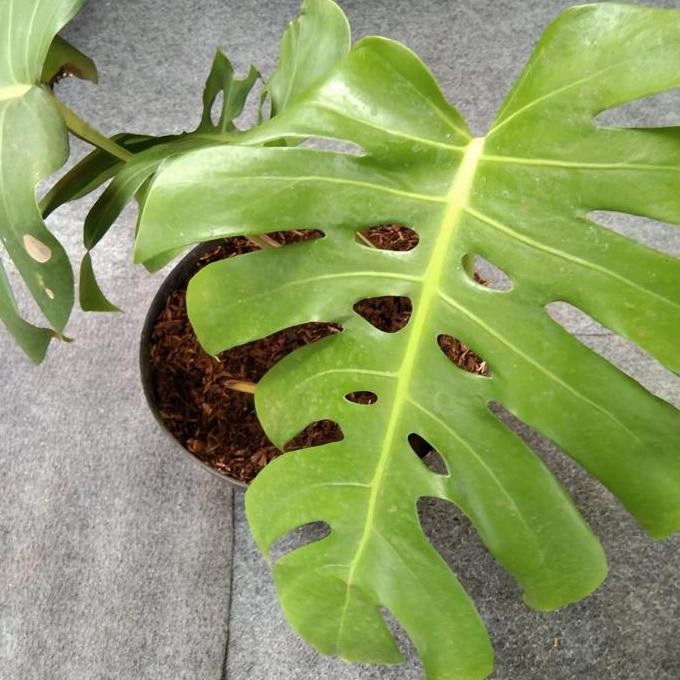 Promo Tanaman hias monstera deliciosa brazil COD