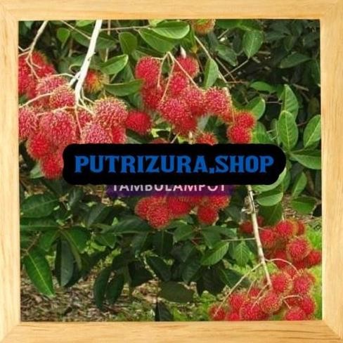 Bibit Tanaman Buah Rambutan Rapiah Okulasi Stek Cangkok Unggul OBRAALL yang cepat berbuah