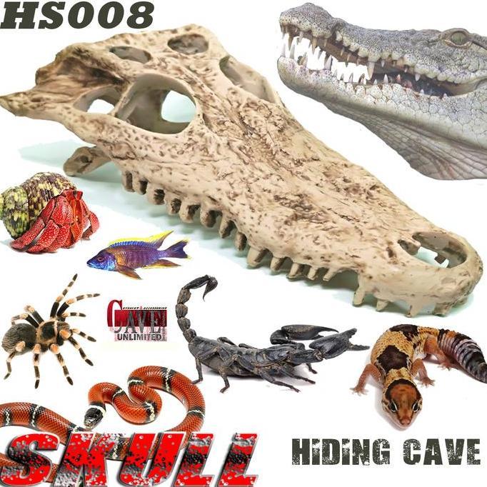 Deepanim- Tengkorak Buaya Croile Hs008 Hiding Cave Skull Skeleton Reptile