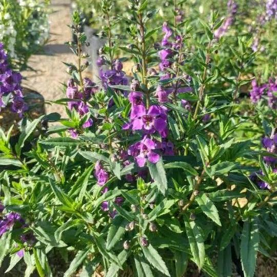 Promo Tanaman Hias Bunga Lavender Import/Tanaman Lavender Anti Nyamuk Cod