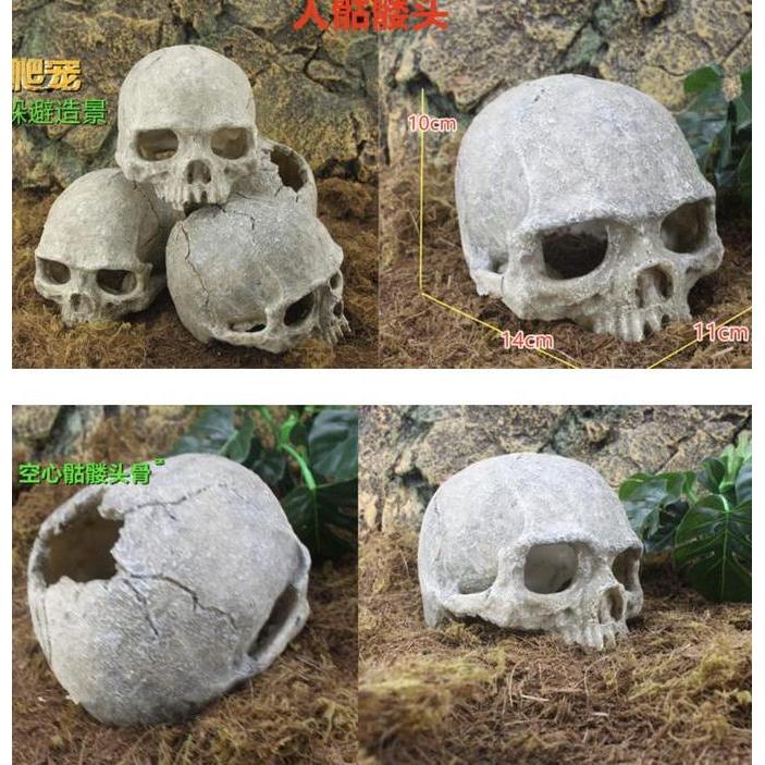 HIASAN AKUARIUM FOSIL TENGKORAK MANUSIA