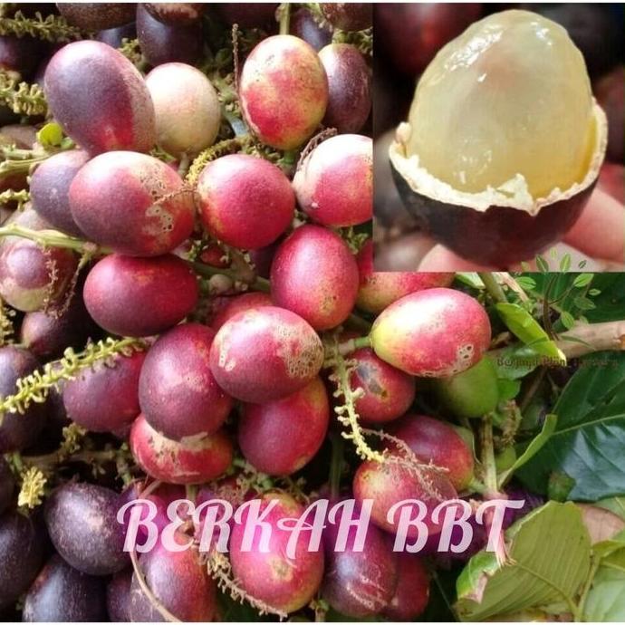 bibit buah matoa madu super HALAL