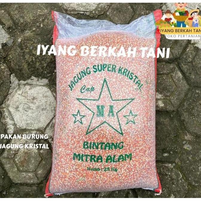 JAGUNG KRISTAL 1 KG JAGUNG PAKAN MERPATI BALAP KOLONG BURUNG DARA UNGGAS AYAM HAMSTER