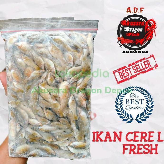 Fisher- Ikan Cere Laut Pakan Ikan Dll