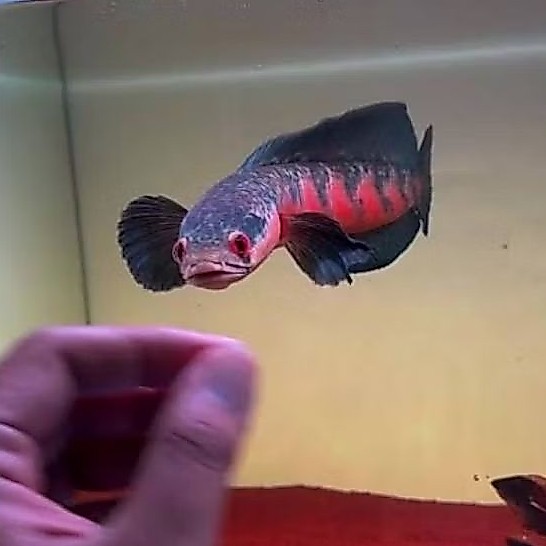 pakan Red maru Barito 8-10cm