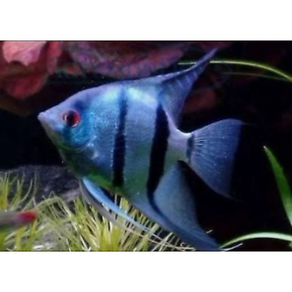 hiasan dinding manfish blue pinoy
