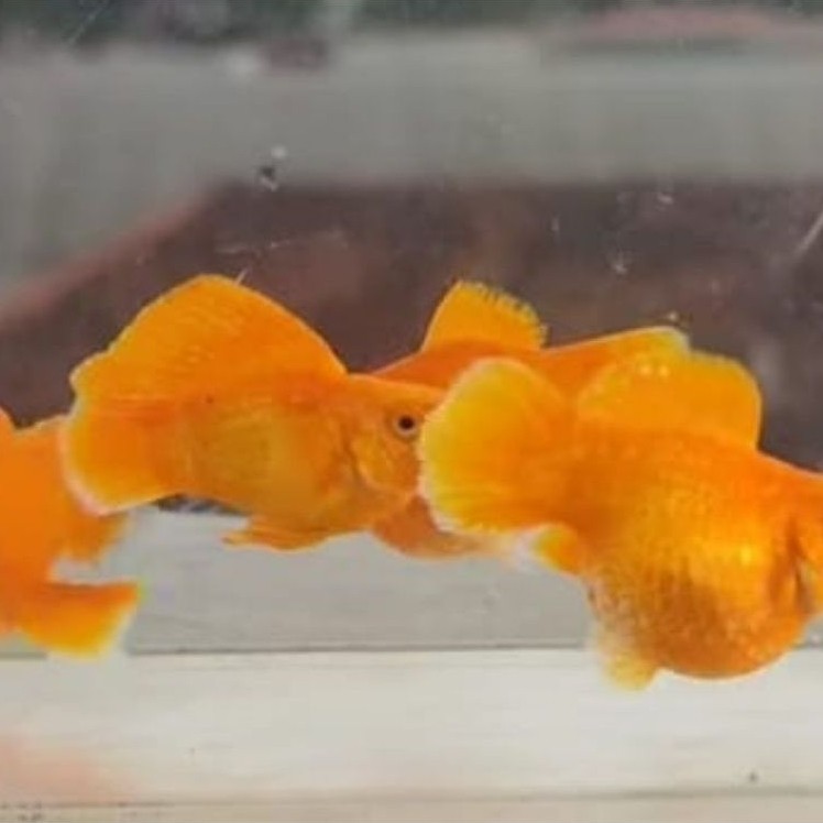 Hiasan molly supergold indukan