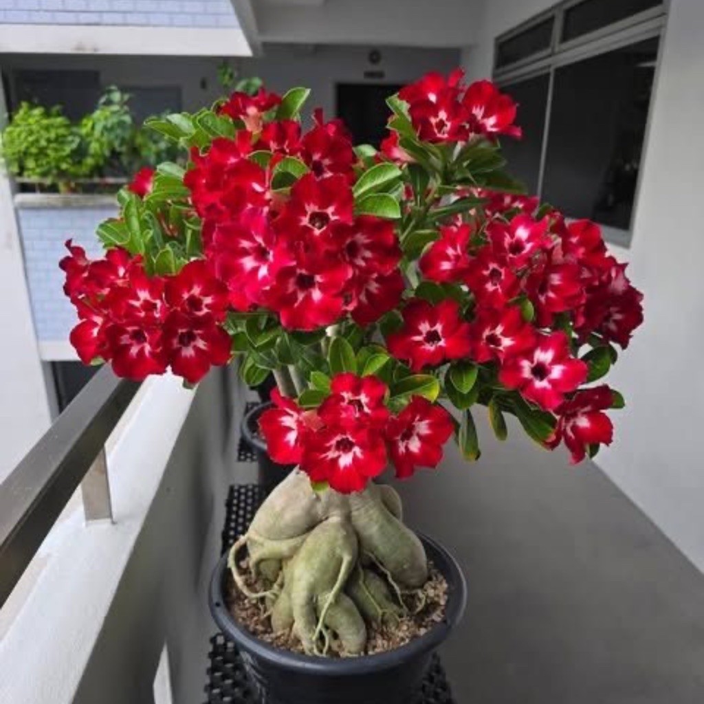 TANAMAN HIAS BUNGA ADENIUM TUMPUK || BUNGA ADENIUM TUMPUK